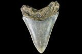 Fossil Megalodon Tooth - North Carolina #109524-2